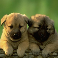 Owners liable for unlicensed dogs